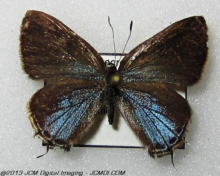 Unidentified Hairstreak (Georgia)